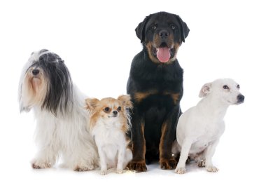 dört köpek
