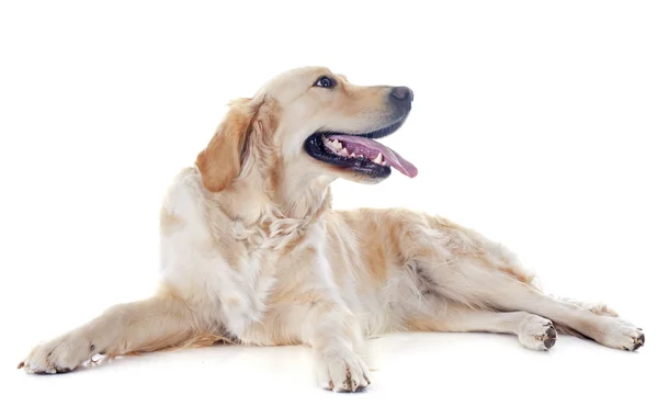 Golden retriever — Stock Photo, Image