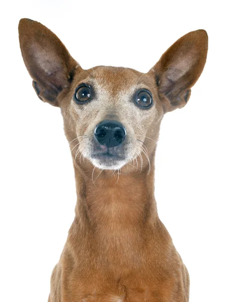 Pinscher miniatura —  Fotos de Stock