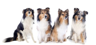 Shetland köpekler