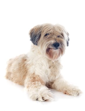 Tibet terrier