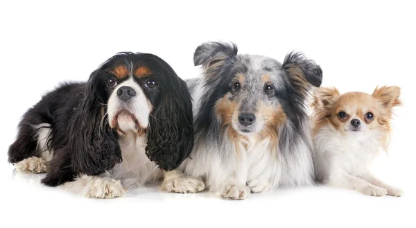 Three dogs — Stock Photo, Image