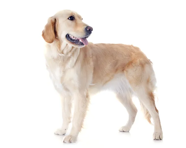 Golden retriever — Stock Photo, Image