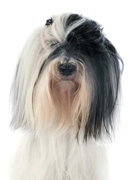 Terrier tibetano — Foto Stock