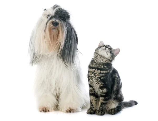 Terrier tibétain et chaton — Photo