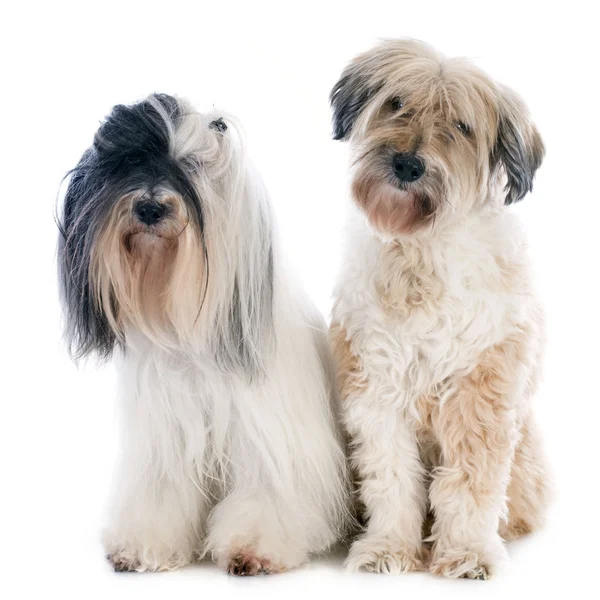 Tibetan terriers — Stock Photo, Image