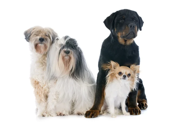 Чотири собаки — стокове фото