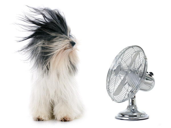 Tibetan terrier and fan — Stock Photo, Image