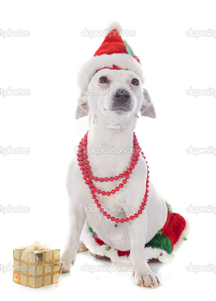 jack russel terrier and gift