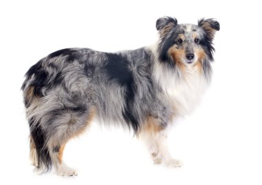 Shetland köpek