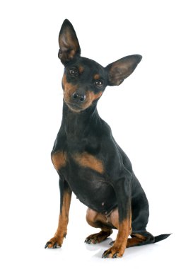 Minyatür pinscher.