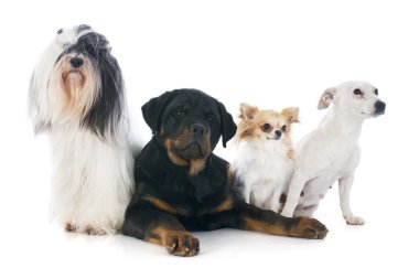 dört köpek