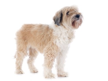Tibet terrier