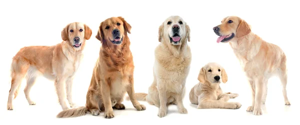 Golden retrievers — Stockfoto