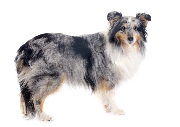 Shetland dog — Stock Photo, Image