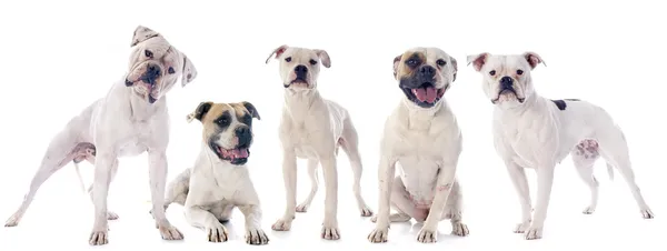 American bulldogs — Stock Photo, Image