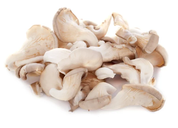 Pleurotus — Stockfoto