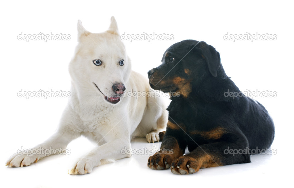 Rottweiler and siberian husky mix 2025