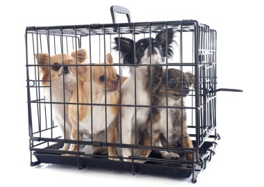 Chihuahua köpek kulübesi