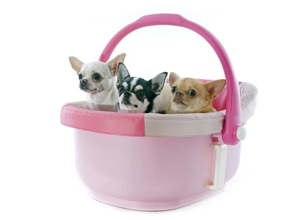 Chihuahuas en acogedor — Foto de Stock
