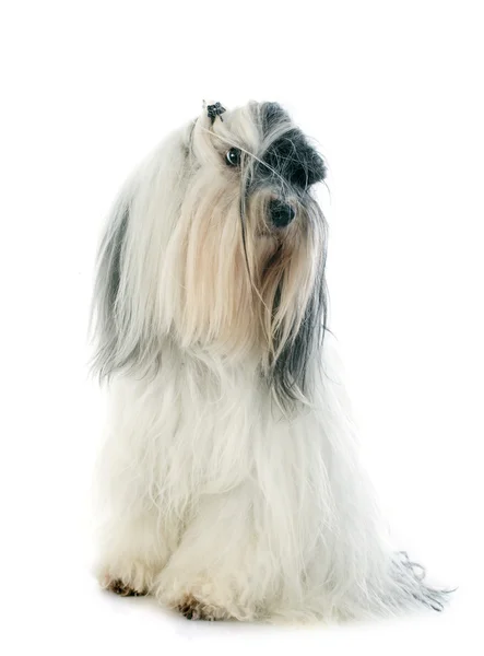 Tibeti terrier — Stock Fotó