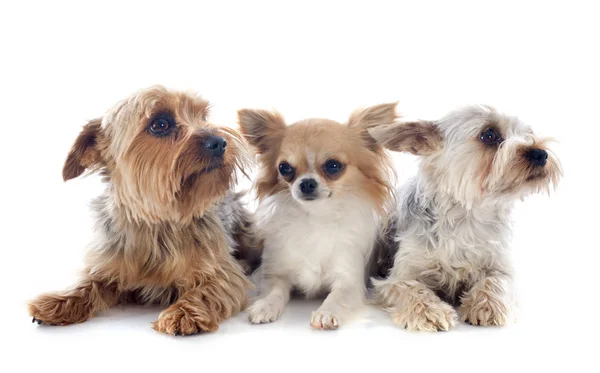 Yorkshire terriers and chihuahua — Stock Photo, Image