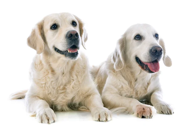 Gouden retrievers — Stockfoto