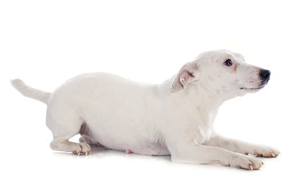 Jack russel teriér — Stock fotografie