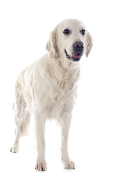 Golden retriever — Stock Photo, Image