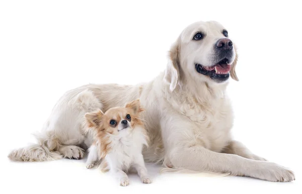 Golden retriever and chihuahua — Stock Photo, Image
