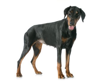 Doberman Pinscher