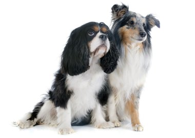 Shetland köpek ve cavalier king charles