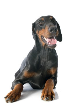 Doberman Pinscher