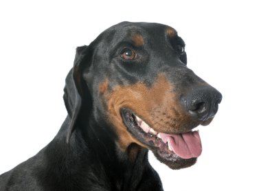 Doberman Pinscher
