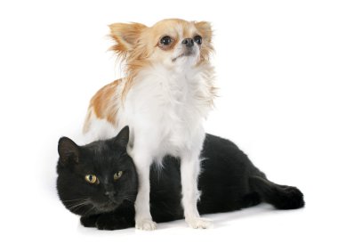 Kara kedi ve chihuahua