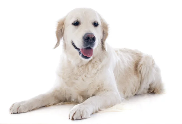 Golden retriever — Stock Photo, Image