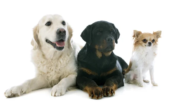 Three dogs — Stock Photo, Image