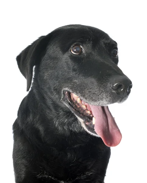 Alter Labrador Retriever — Stockfoto