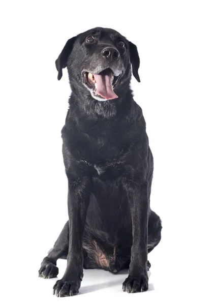 Vecchio labrador retriever — Foto Stock