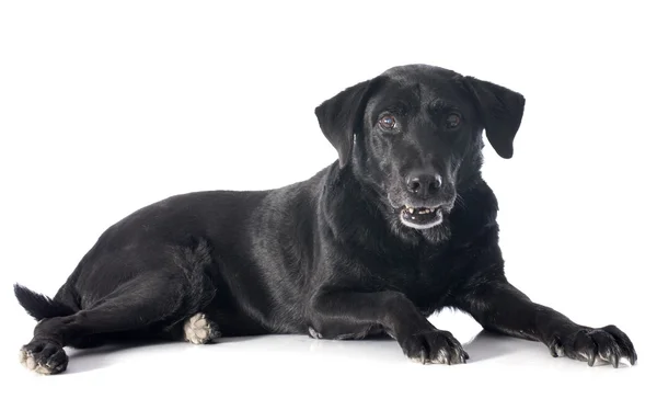 Vecchio labrador retriever — Foto Stock