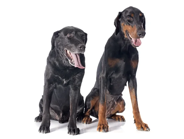 Labrador retriever en dobermann — Stockfoto