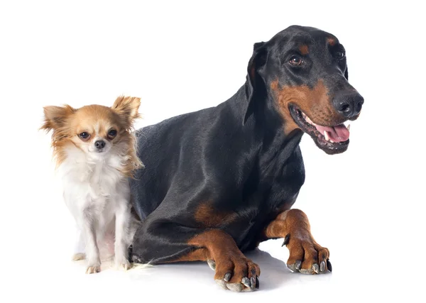 Doberman and chihuahua — Stock Photo, Image