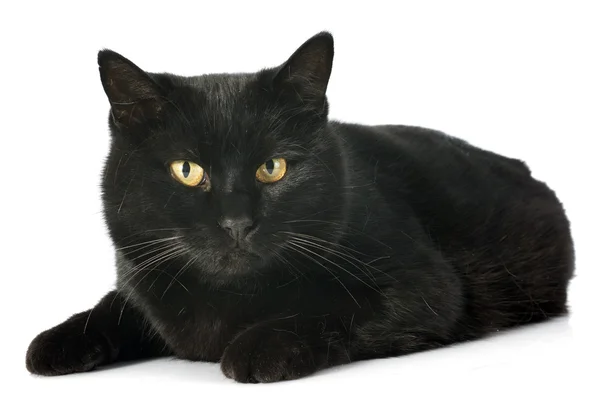 Black cat — Stock Photo, Image