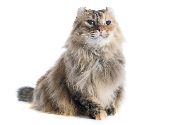 Американський Curl кішка — стокове фото