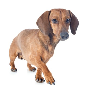 Dachshund Köpek