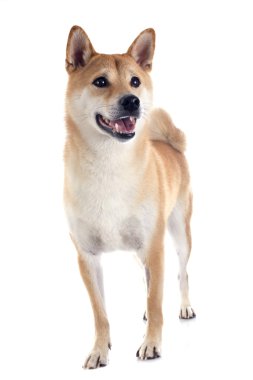 Shiba Inu