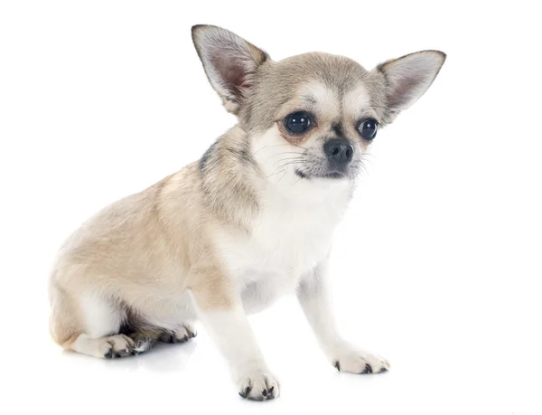 Chihuahua — Stock Photo, Image