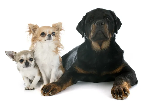 Drie honden — Stockfoto