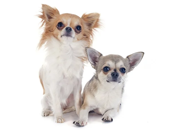 Chihuahuas — Fotografia de Stock