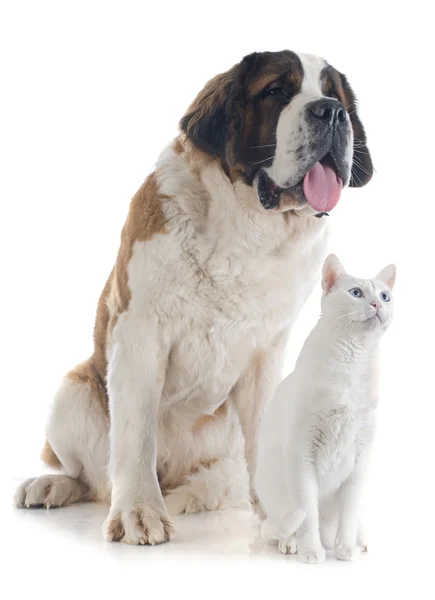 Saint bernard en kat — Stockfoto